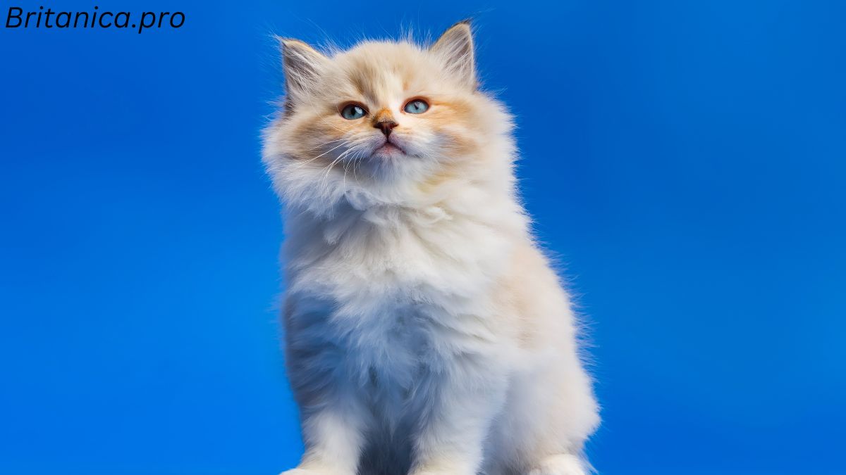 Siberian Cats