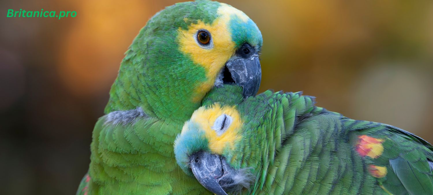 Amazon Parrot’s