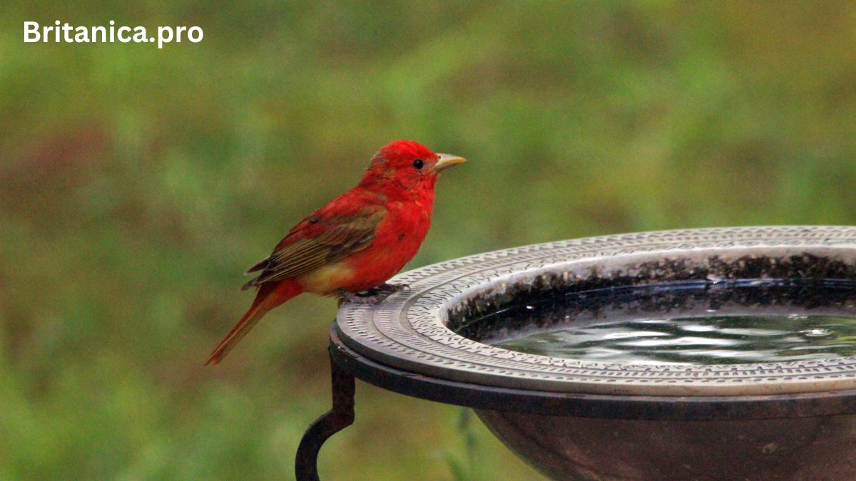 Understanding Bird Health: A Comprehensive Guide