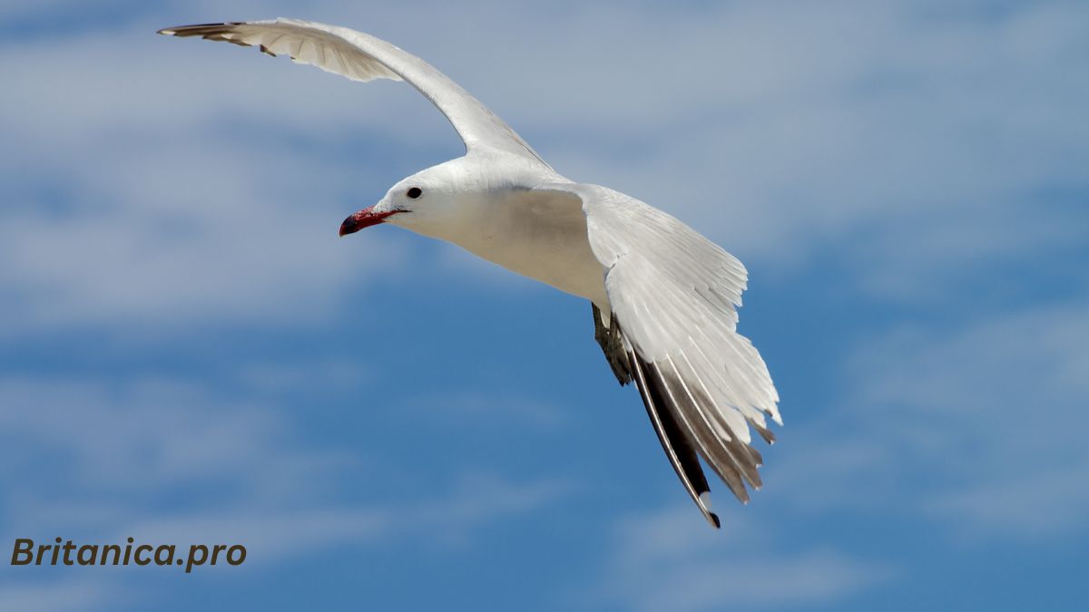 Seagull Shadows