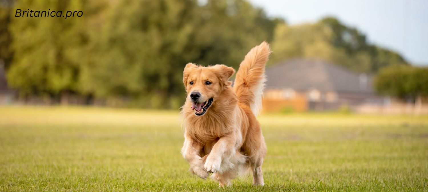 Golden Retriever