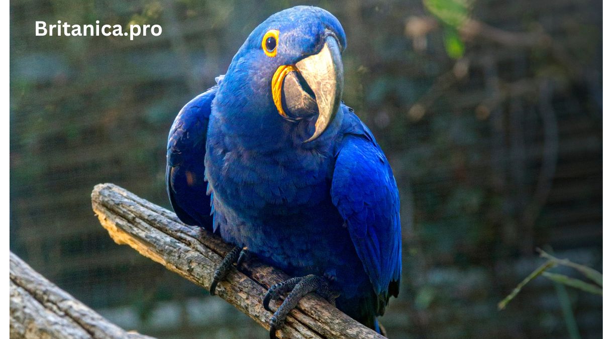 Hyacinth Macaw