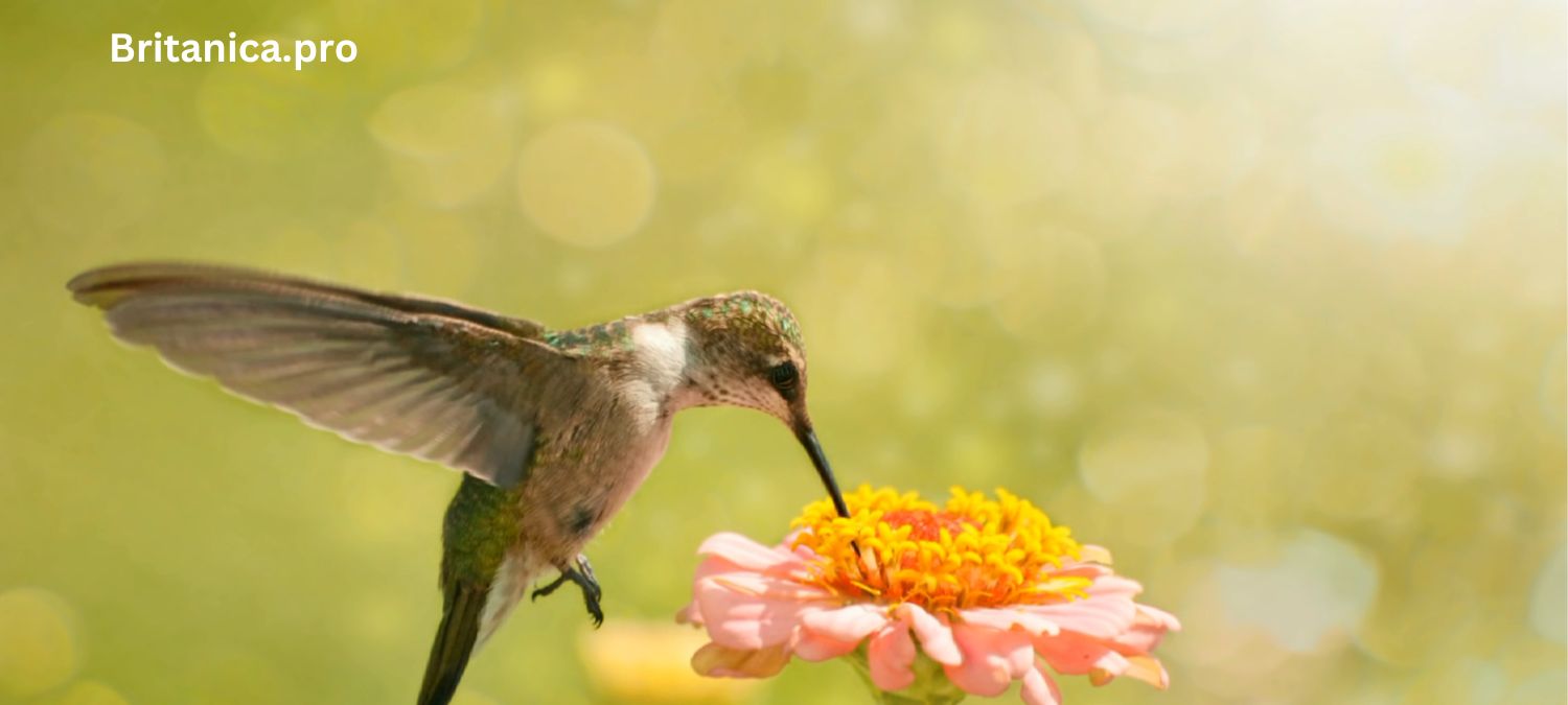 Hummingbirds