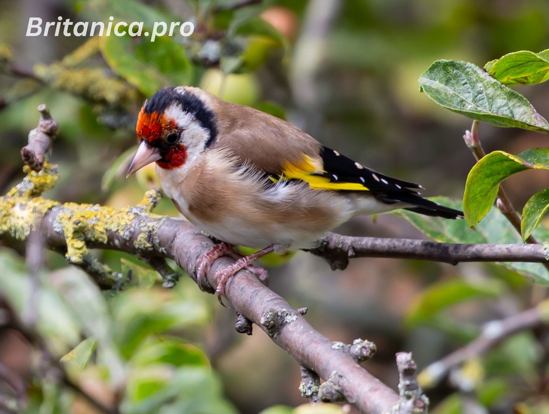 The Goldfinches: Nature’s Radiant Jewel