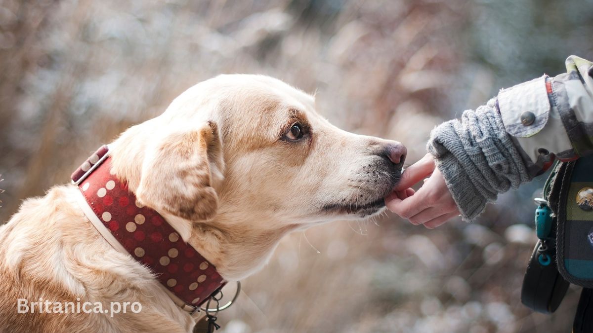 Dog Grooming 101: Tips and Tricks