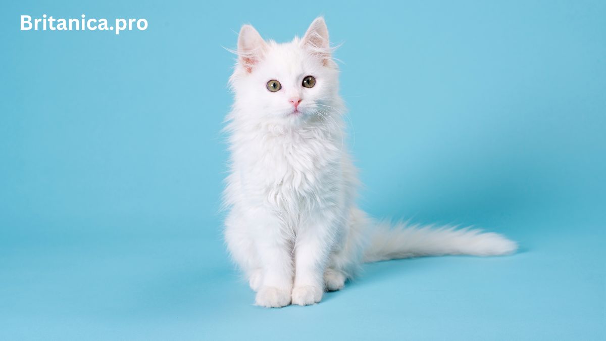 Adorable Kittens: Your Guide to Feline Cuteness