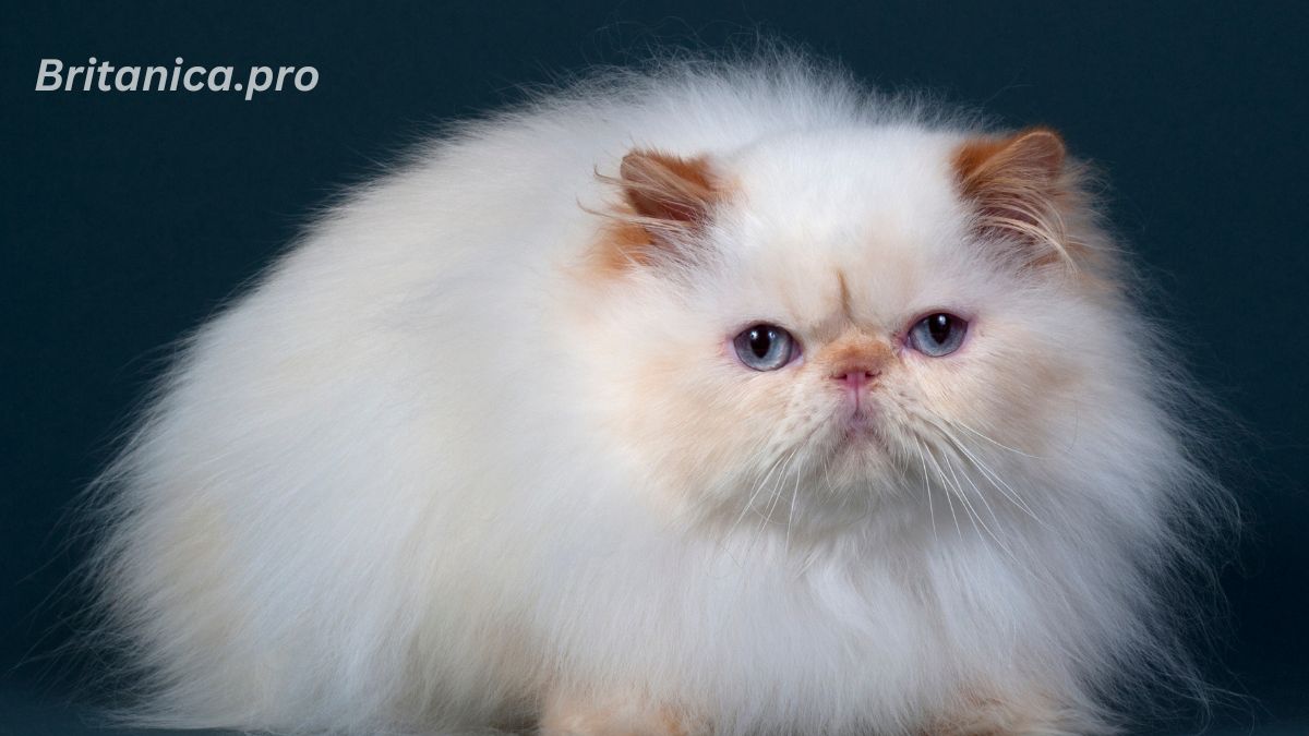 Highlighting the 5 Most Loving Cat Breeds