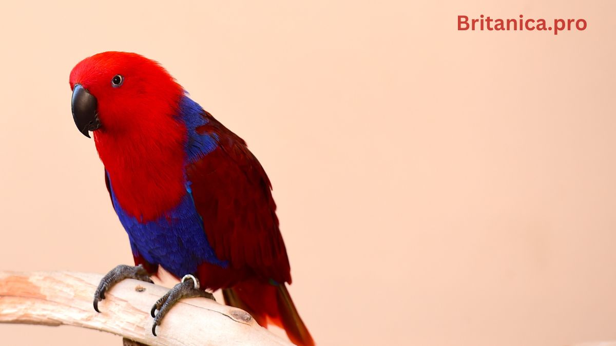 Eclectus Parrots