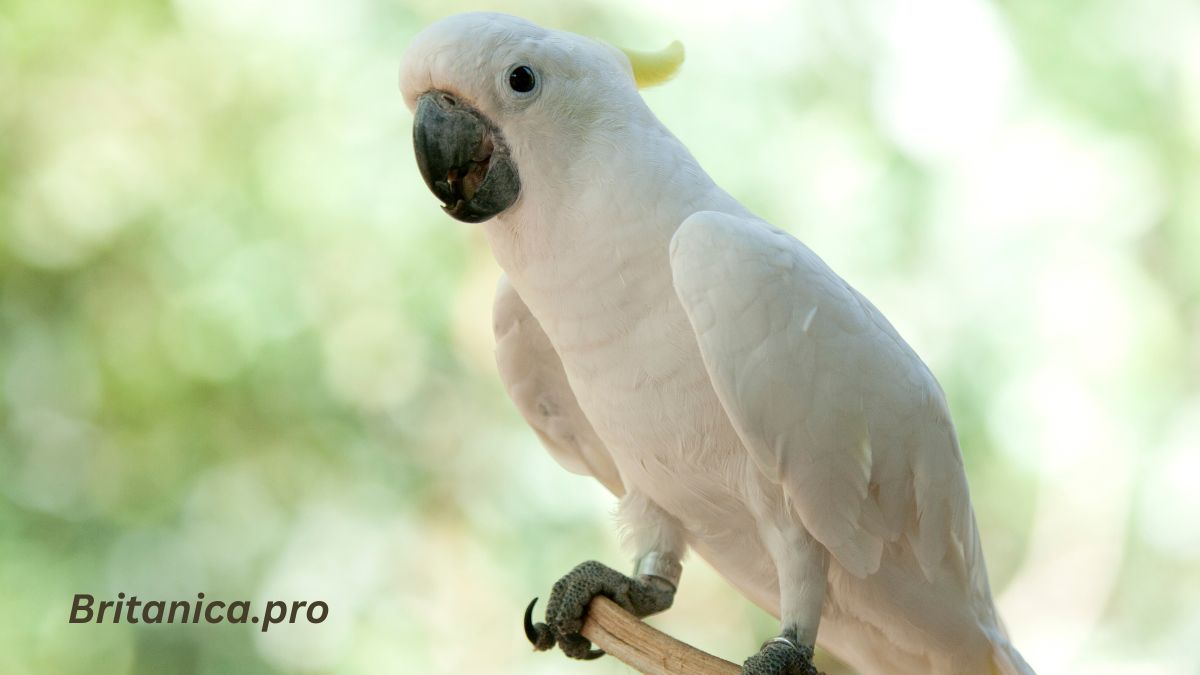 Cockatoos: Charming Parrots of the Bird World