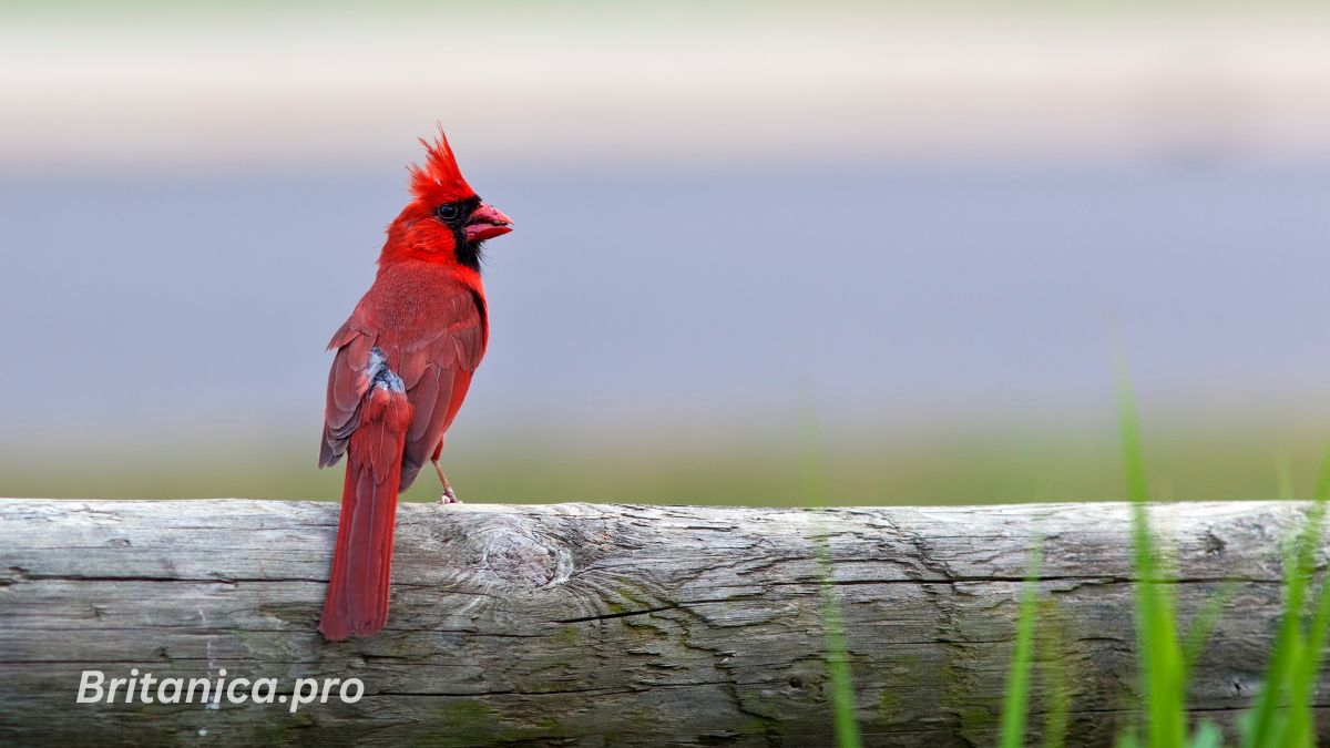 Bird Health