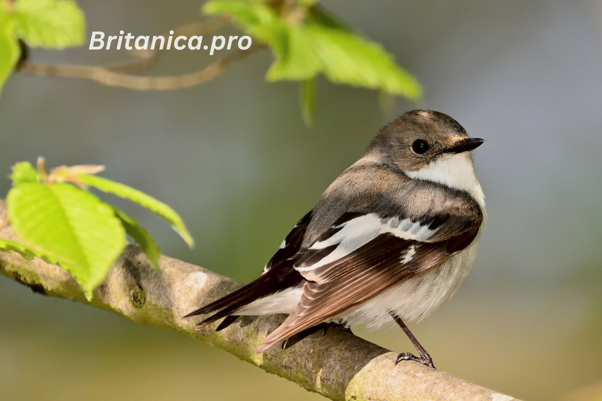 Bird Health and Nutrition for Different Life Stages