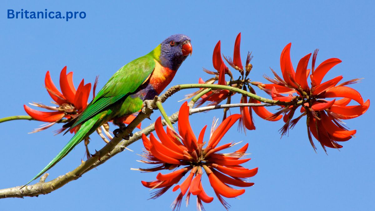 Rainbow Lorikeet