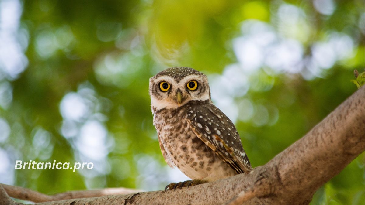 Discover the Fascinating World of Owls