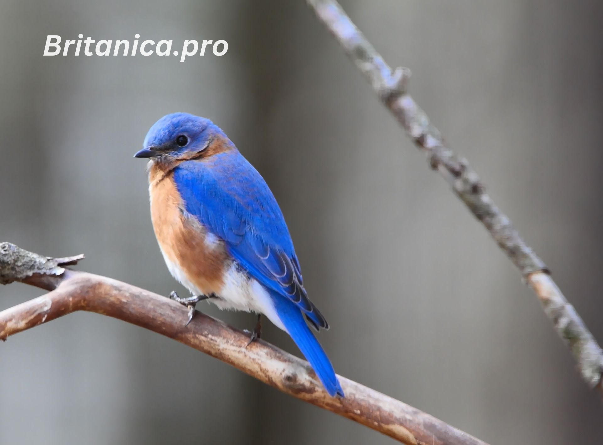 The Eastern Bluebird: A Comprehensive Study