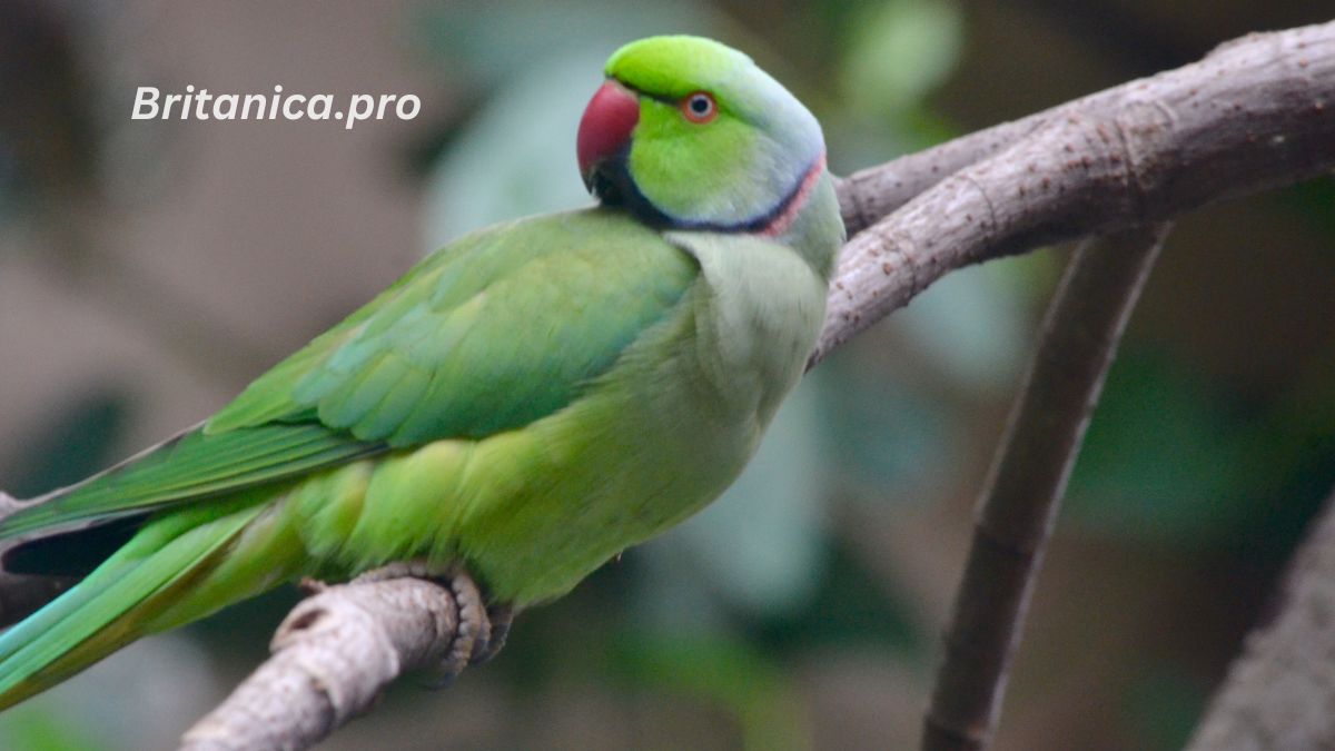 Indian Ringneck Parakeets