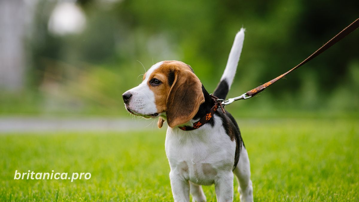 Walking Puppy